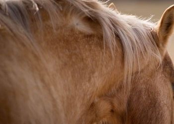 Equine Infectious Anemia Positive Horse Identified in Colorado