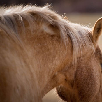 Equine-Infectious-Anemia-Positive-Horse-Identified-in-Colorado