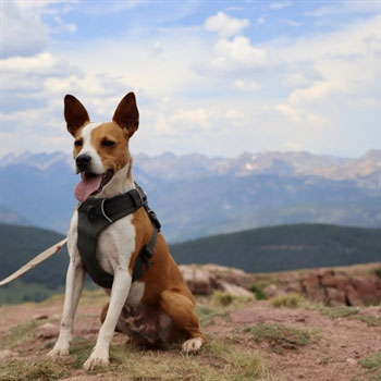 Canine-Wellness-Plans