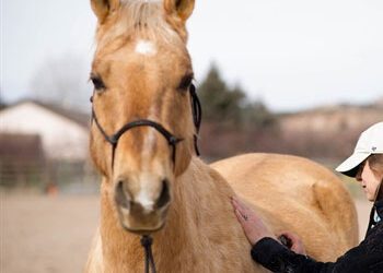 Equine Wellness Plans – 2019