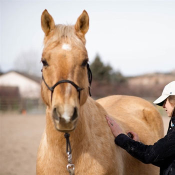 Equine-Wellness-Plans---2019