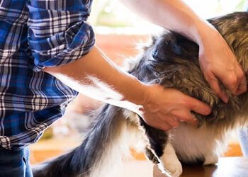 Feline Wellness Plans – 2019