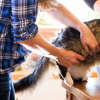 Feline-Wellness-Plans---2019