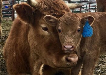 Calving Tips
