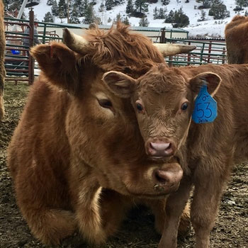 Calving-Tips