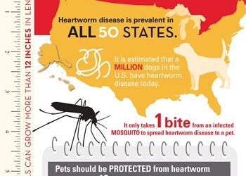 Heartworm Disease in Dogs and Cats