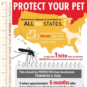 Heartworm-Disease-in-Dogs-and-Cats