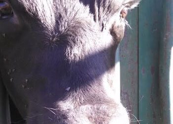 Updated Vesicular Stomatitis status in Colorado