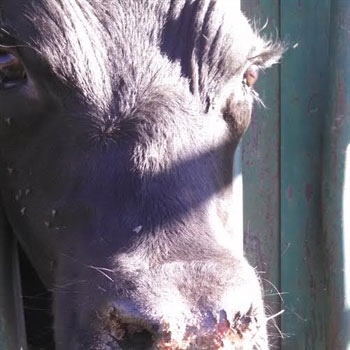Updated-Vesicular-Stomatitis-status-in-Colorado