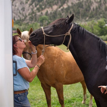 Vesicular-Stomatitis-found-in-Colorado