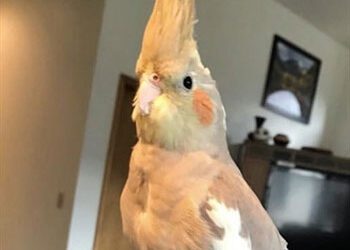 Avian Care