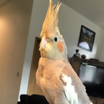 Avian-Care