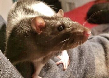 Basic Care of Mice and Rats