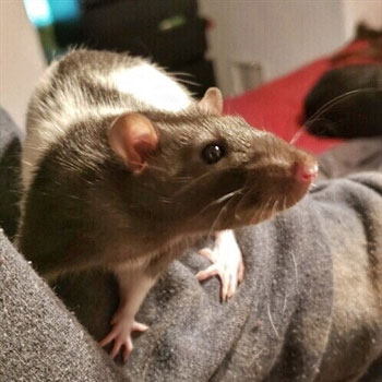 Basic-Care-of-Mice-and-Rats