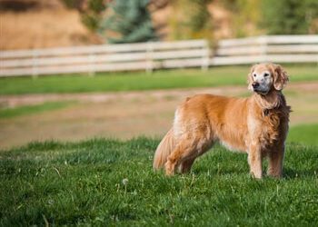 Canine Vaccinations