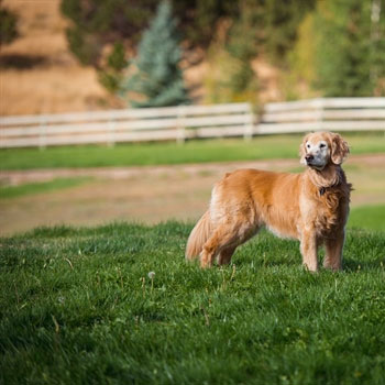 Canine-Vaccinations