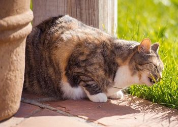24/7 Emergency Care: Small Animal Care Services