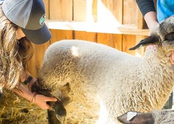4-H Animal Services Farm Animal Care Services
