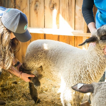 4-H-Animal-Services-Farm-Animal-Care-Services