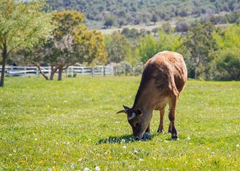 Emergency Services: Farm Animal Care Services