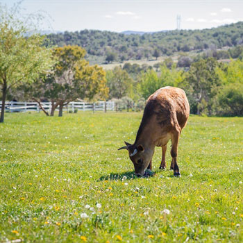 Emergency-Services-Farm-Animal-Care