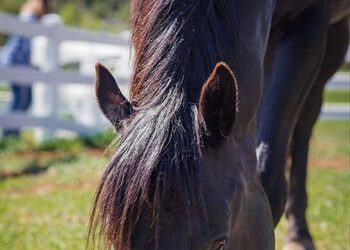 Equine Coggins & Health Inspections
