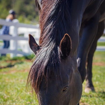 Equine-Coggins-&-Health-Inspections