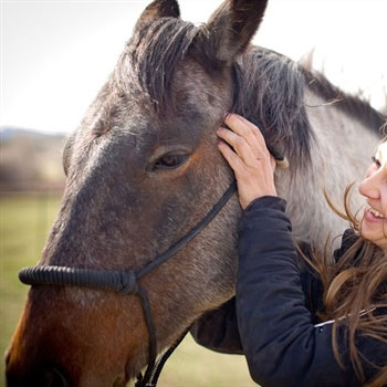 Equine-Nutrition