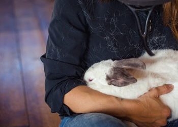 Exotic & Pocket Pet Care