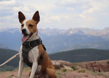 Health Certificates: Small Animal Care Services