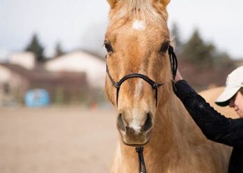 Horse Pre-Purchase Examinations