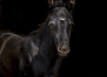 Horse Reproductive & Neonatal Care