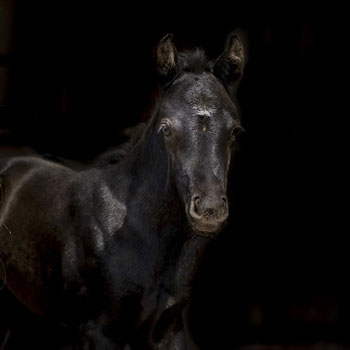 Horse-Reproductive-&-Neonatal-Care