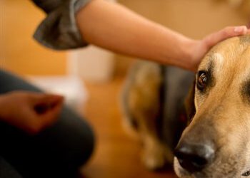 Hospice Care / Pet Euthanasia / In-Home Pet Euthanasia
