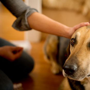 Hospice-Care-Pet-Euthanasia-In-Home-Pet-Euthanasia