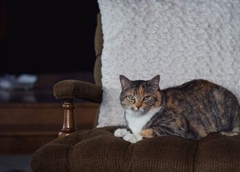 Preventative Care: Small Animal Care Services