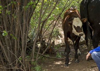 Preventative Care: Farm Animal Care Services