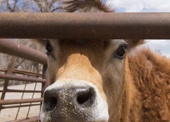 Regulatory Testing & Vaccination: Farm Animal Care Services