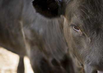 Reproductive Services: Farm Animal Care Services