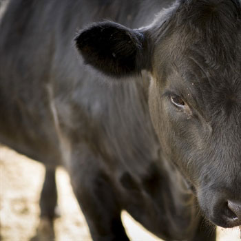 Reproductive-Services-Farm-Animal-Care-Services