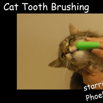 Cat-tooth-brush