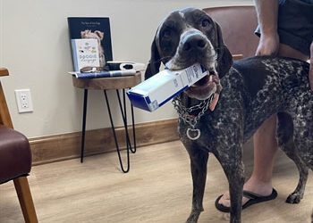 Dog Ear Flushing
