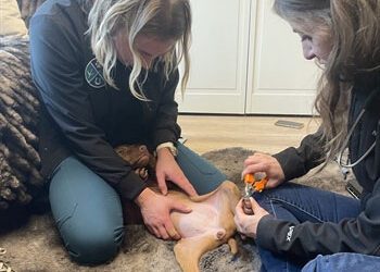 Dog Nail Trim