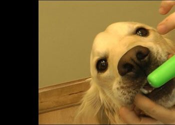 Dog Tooth Brushing