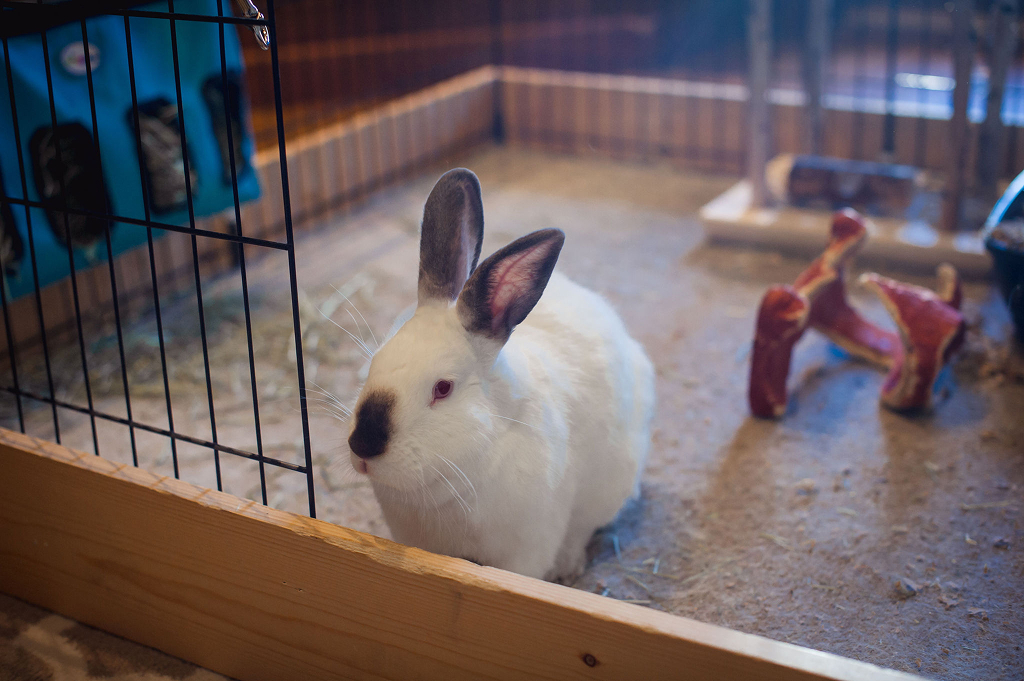 A white rabbit