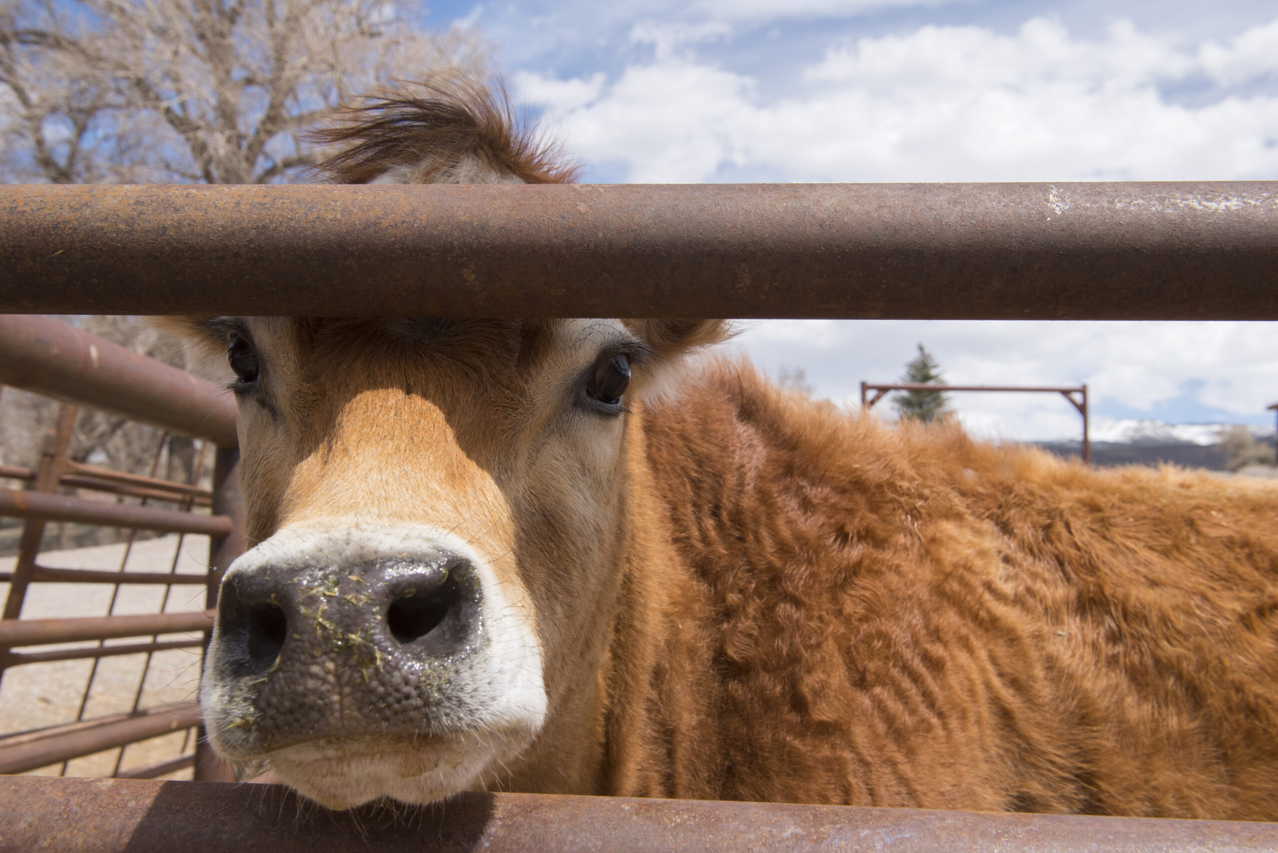 Farm Animal Veterinary Services