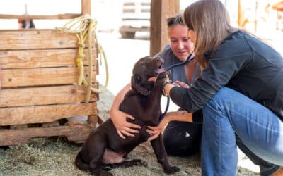 The Hidden Dangers of Pet Obesity