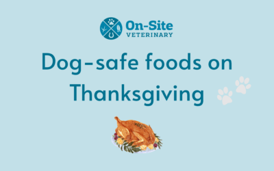 Dog-Safe Foods on Thanksgiving