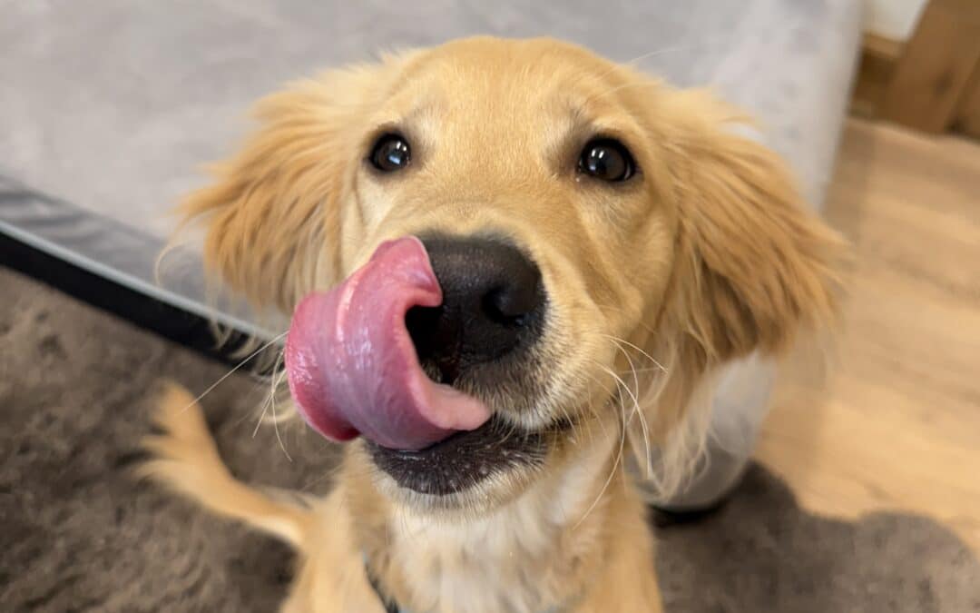 Golden puppy sticking its tongue out.