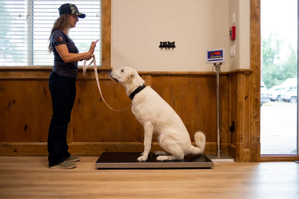 dog is positioned on a scale